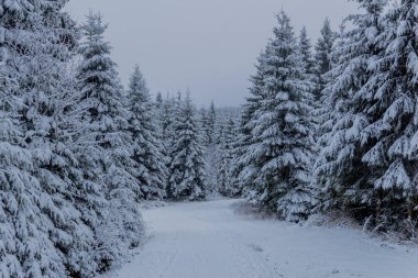 Thüringen Ormanı boyunca Rennsteig boyunca ilk küçük kış yürüyüşü - Oberhof / Almanya