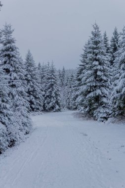 Thüringen Ormanı boyunca Rennsteig boyunca ilk küçük kış yürüyüşü - Oberhof / Almanya