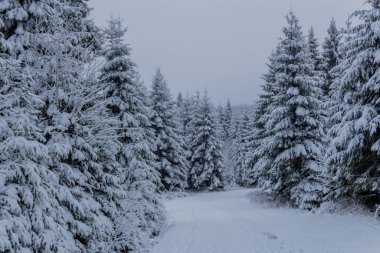 Thüringen Ormanı boyunca Rennsteig boyunca ilk küçük kış yürüyüşü - Oberhof / Almanya
