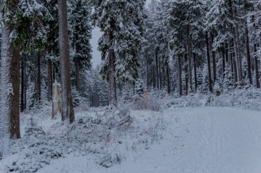 Thüringen Ormanı boyunca Rennsteig boyunca ilk küçük kış yürüyüşü - Oberhof / Almanya