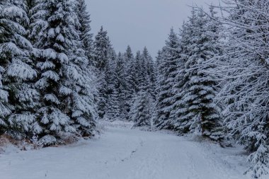 Thüringen Ormanı boyunca Rennsteig boyunca ilk küçük kış yürüyüşü - Oberhof / Almanya