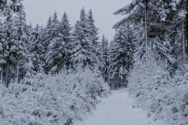 Thüringen Ormanı boyunca Rennsteig boyunca ilk küçük kış yürüyüşü - Oberhof / Almanya