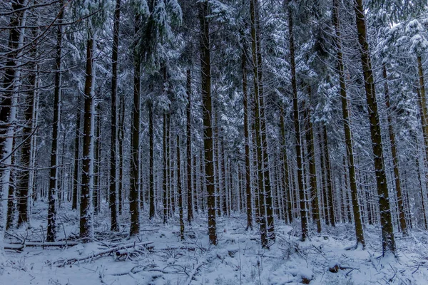 通过图林根森林沿着Rennsteig进行的第一次冬季小远足 德国奥伯霍夫 — 图库照片