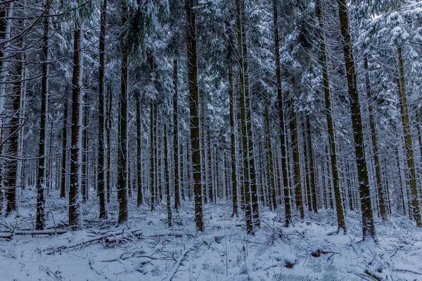 チューリンゲンの森を通ってレンヌ川沿いの最初の小さな冬のハイキング Oberhof Germany — ストック写真