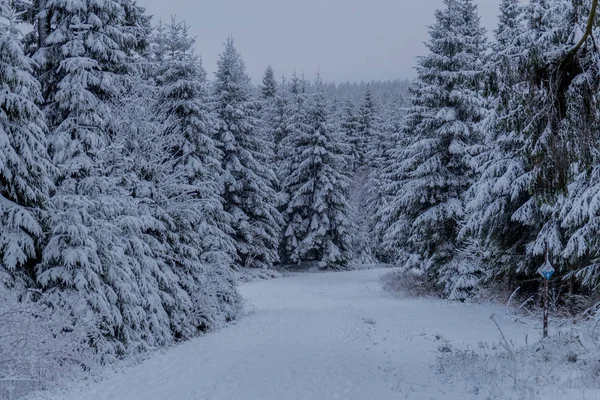 Eerste Kleine Winterwandeling Langs Rennsteig Door Het Thüringer Woud Oberhof — Stockfoto