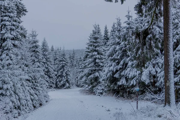 First Small Winter Hike Rennsteig Thuringian Forest Oberhof Germany — 스톡 사진