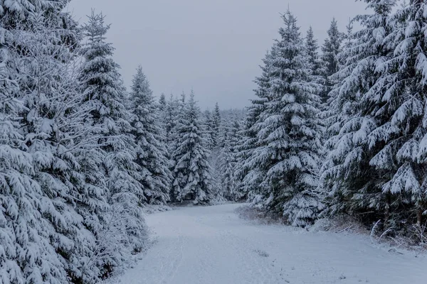 Erste Kleine Winterwanderung Entlang Des Rennsteigs Durch Den Thüringer Wald — Stockfoto