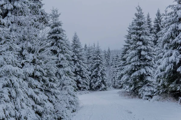 Erste Kleine Winterwanderung Entlang Des Rennsteigs Durch Den Thüringer Wald — Stockfoto