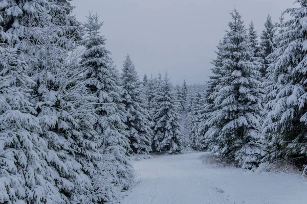 Thüringen Ormanı Boyunca Rennsteig Boyunca Ilk Küçük Kış Yürüyüşü Oberhof — Stok fotoğraf