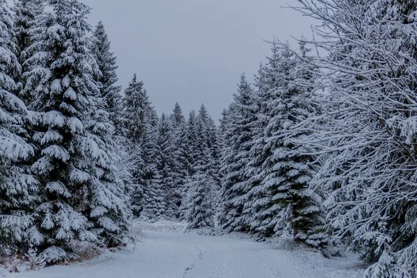 Erste Kleine Winterwanderung Entlang Des Rennsteigs Durch Den Thüringer Wald — Stockfoto