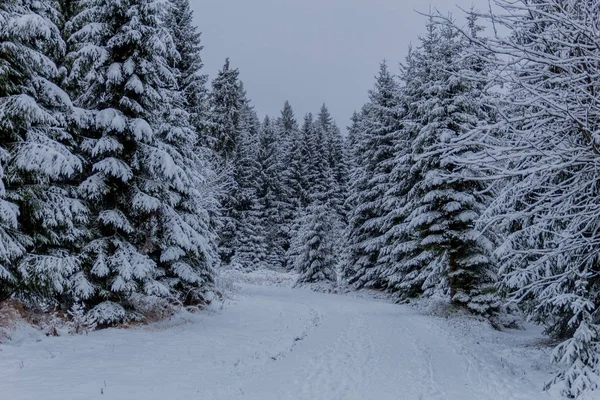 Primeira Pequena Caminhada Inverno Longo Rennsteig Através Floresta Turíngia Oberhof — Fotografia de Stock