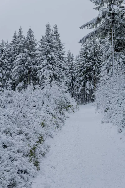 通过图林根森林沿着Rennsteig进行的第一次冬季小远足 德国奥伯霍夫 — 图库照片