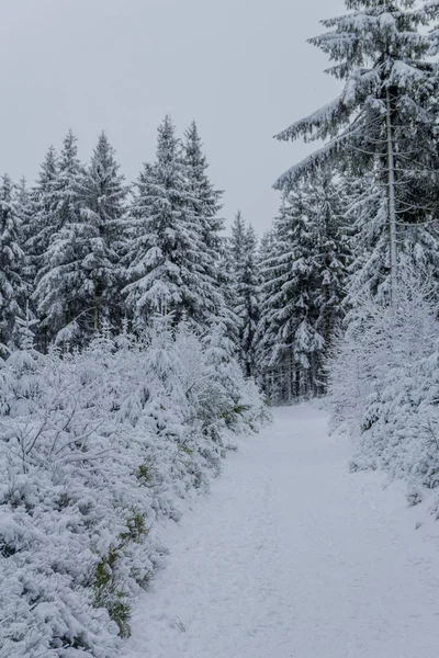 First Small Winter Hike Rennsteig Thuringian Forest Oberhof Germany — 스톡 사진