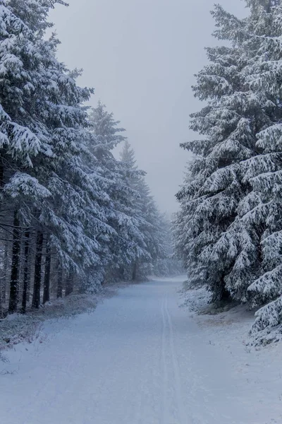 Thüringen Ormanı Boyunca Rennsteig Boyunca Ilk Küçük Kış Yürüyüşü Oberhof — Stok fotoğraf