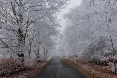 Rennsteig - Thüringen / Almanya 'da Eberstwiese etrafında güneşli bir kış günü kış yürüyüşü