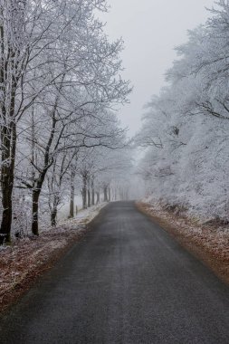 Rennsteig - Thüringen / Almanya 'da Eberstwiese etrafında güneşli bir kış günü kış yürüyüşü