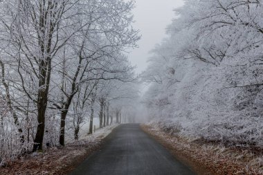 Rennsteig - Thüringen / Almanya 'da Eberstwiese etrafında güneşli bir kış günü kış yürüyüşü