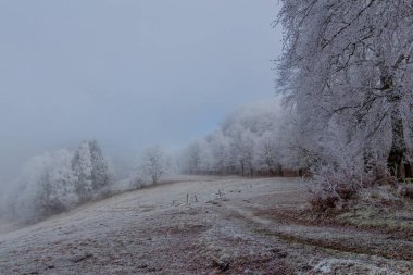 Rennsteig - Thüringen / Almanya 'da Eberstwiese etrafında güneşli bir kış günü kış yürüyüşü