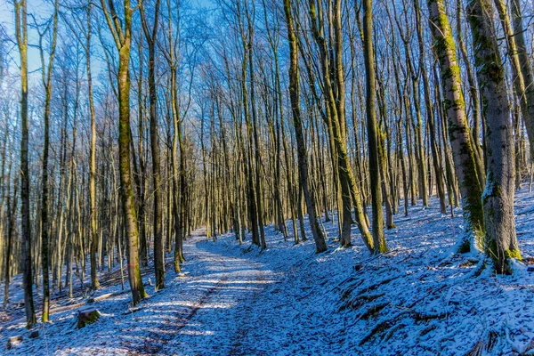 Passeggiata Invernale Una Giornata Sole Intorno Alla Dolmar Turingia Germania — Foto Stock