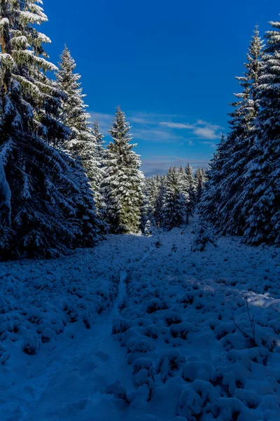 Prima Piccola Escursione Invernale Lungo Rennsteig Attraverso Foresta Della Turingia — Foto Stock