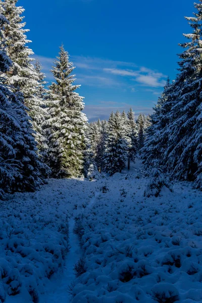 Prima Piccola Escursione Invernale Lungo Rennsteig Attraverso Foresta Della Turingia — Foto Stock