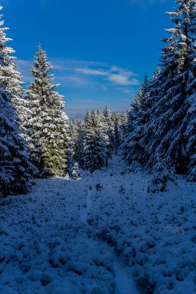 Prima Piccola Escursione Invernale Lungo Rennsteig Attraverso Foresta Della Turingia — Foto Stock