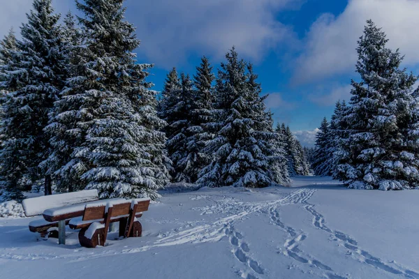 Первый Небольшой Зимний Поход Вдоль Реннштайга Через Тюрингский Лес Шникопф — стоковое фото