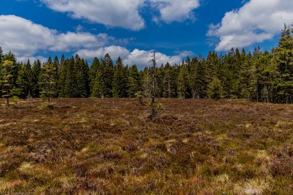 Senderismo Diferentes Lugares Través Del Bosque Turingia Thringer Wald Alemania — Foto de Stock