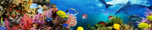 Panorama van mariene soorten — Stockfoto