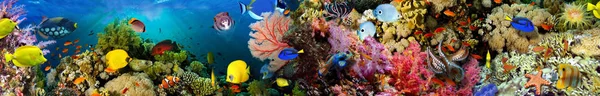 Sea corals. Panorama.