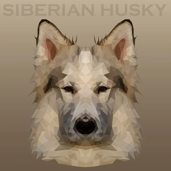 Low Poly Siberian Husky Illustration Design — Stockvektor