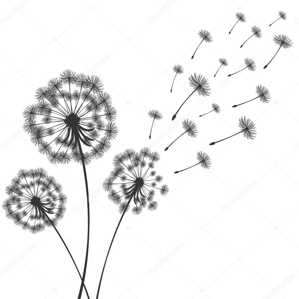 Vector illustration dandelion time. Two dandelions blowing in the wind. The wind inflates a dandelion isolated white background