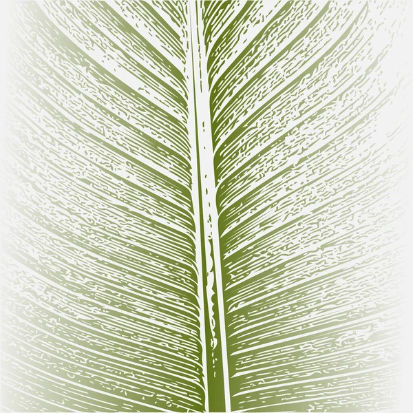 Illustrazione di primo piano di banana leaf.white sfondo vettore isolato . — Vettoriale Stock