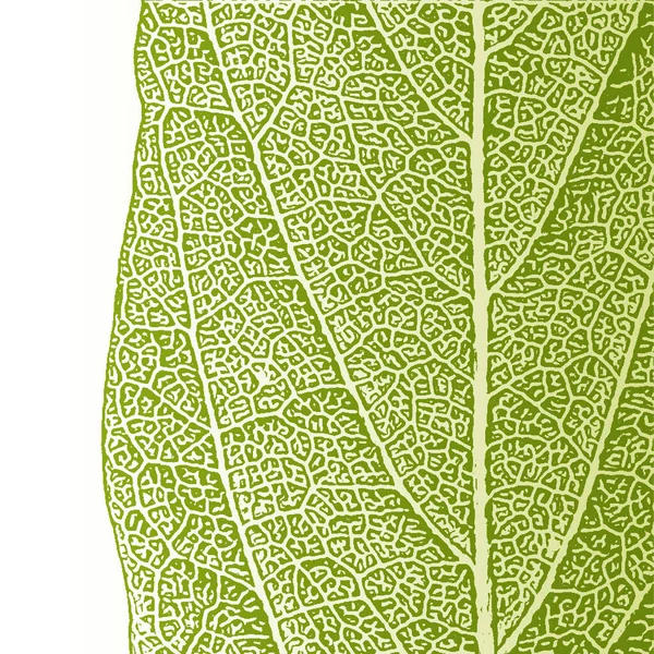 Hoja de textura verde de fondo aislado blanco. Ilustración vectorial . — Archivo Imágenes Vectoriales