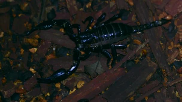 Крупный План Черного Скорпиона Террариуме — стоковое видео