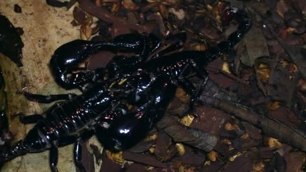 images en gros plan du scorpion noir en terrarium 