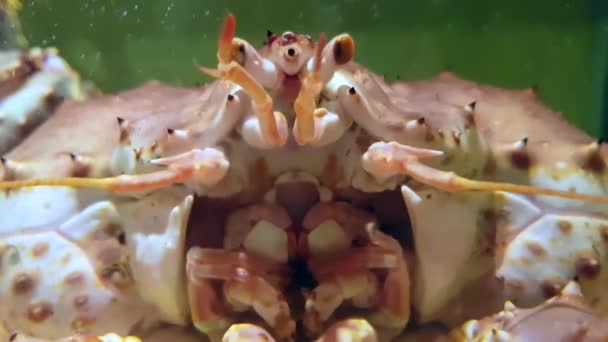 Close Upbeelden Van Krab Onder Water Aquarium Markt — Stockvideo