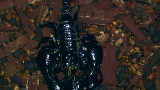 images en gros plan du scorpion noir en terrarium 