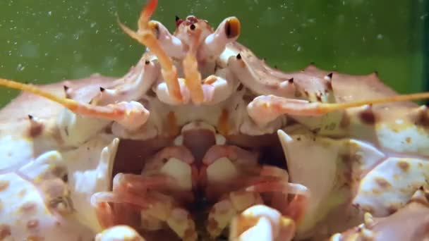 Images Rapprochées Crabes Sous Marins Dans Aquarium Sur Marché — Video