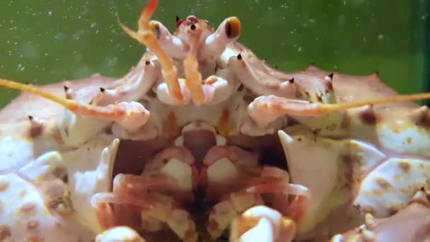 Close Upbeelden Van Krab Onder Water Aquarium Markt — Stockvideo