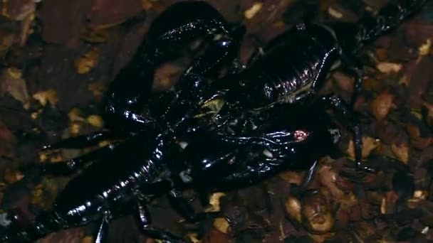 images en gros plan du scorpion noir en terrarium 