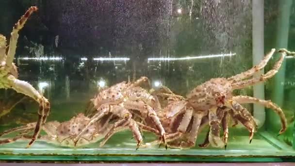 Images Rapprochées Crabes Sous Marins Dans Aquarium Sur Marché — Video