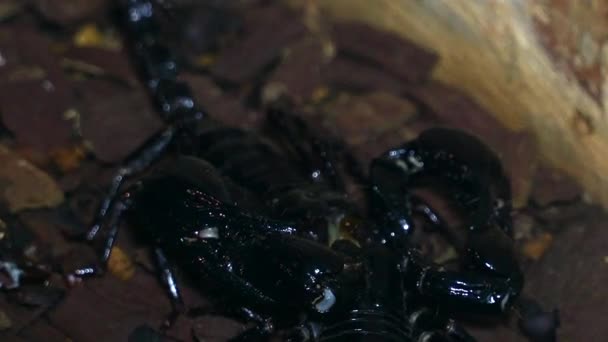 plans rapprochés de scorpions noirs en terrarium 