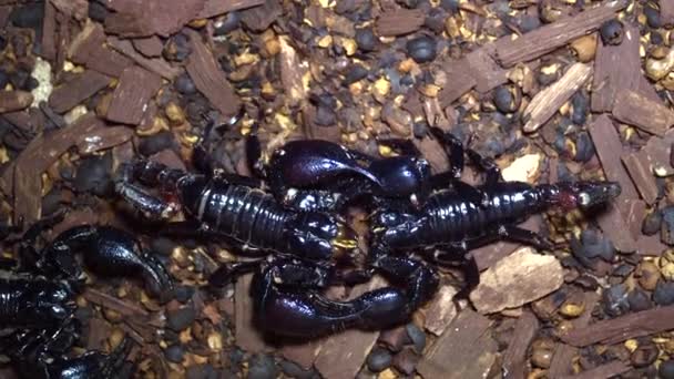 Крупный План Черных Скорпионов Террариуме — стоковое видео
