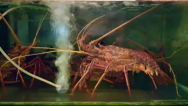 市场上水族馆水下龙虾的特写镜头 — 图库视频影像
