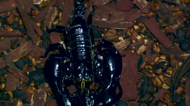 4k UHD de Scorpion (Heterometrus) combats 