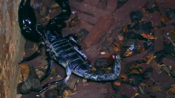 Uhd Scorpion Heterometrus — Stock Video