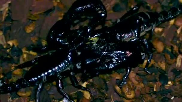 Uhd Scorpion Heterometrus — Video