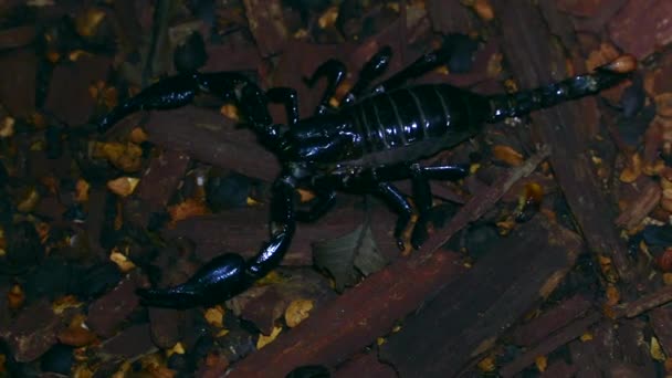 Uhd Skorpiona Heterometrus — Wideo stockowe