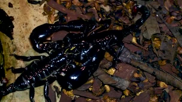 Uhd Scorpion Heterometrus — Video